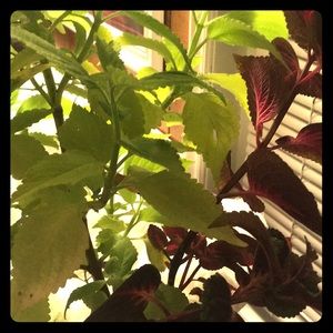 Meet your Posher, Nery